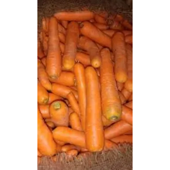 Frozen Carrot 